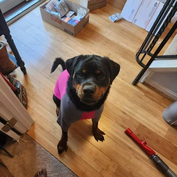 Dog Solis UV Coverup - Picture 4 of 11